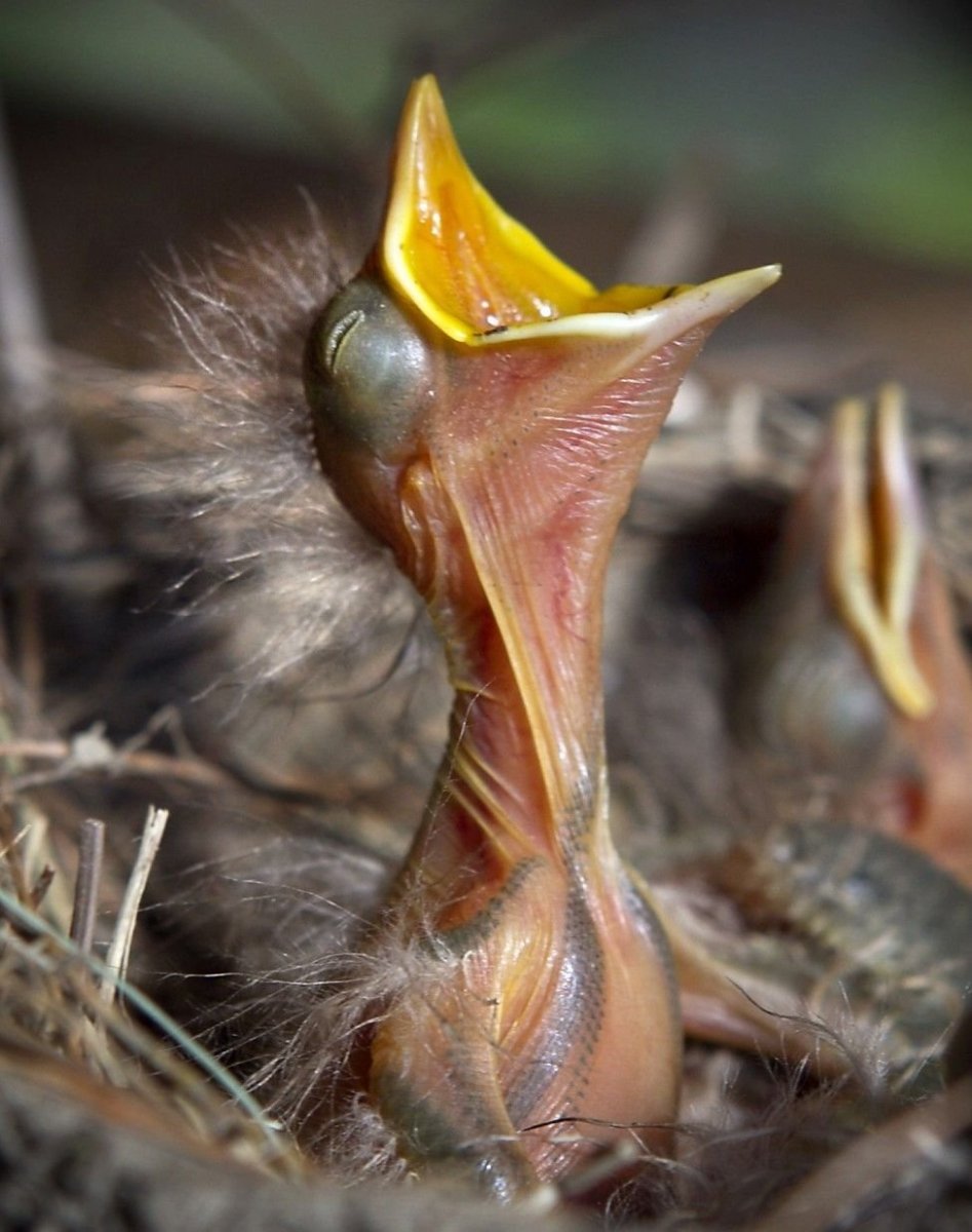 Птенцы Дроздов желторотики