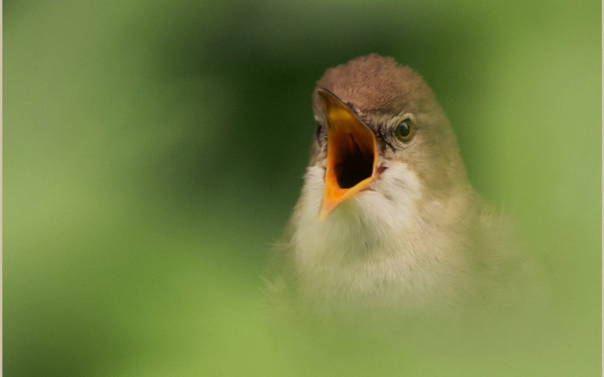 Птенцы с открытыми ртами