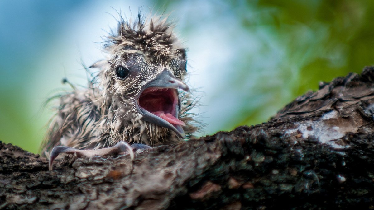 Взъерошенная птица