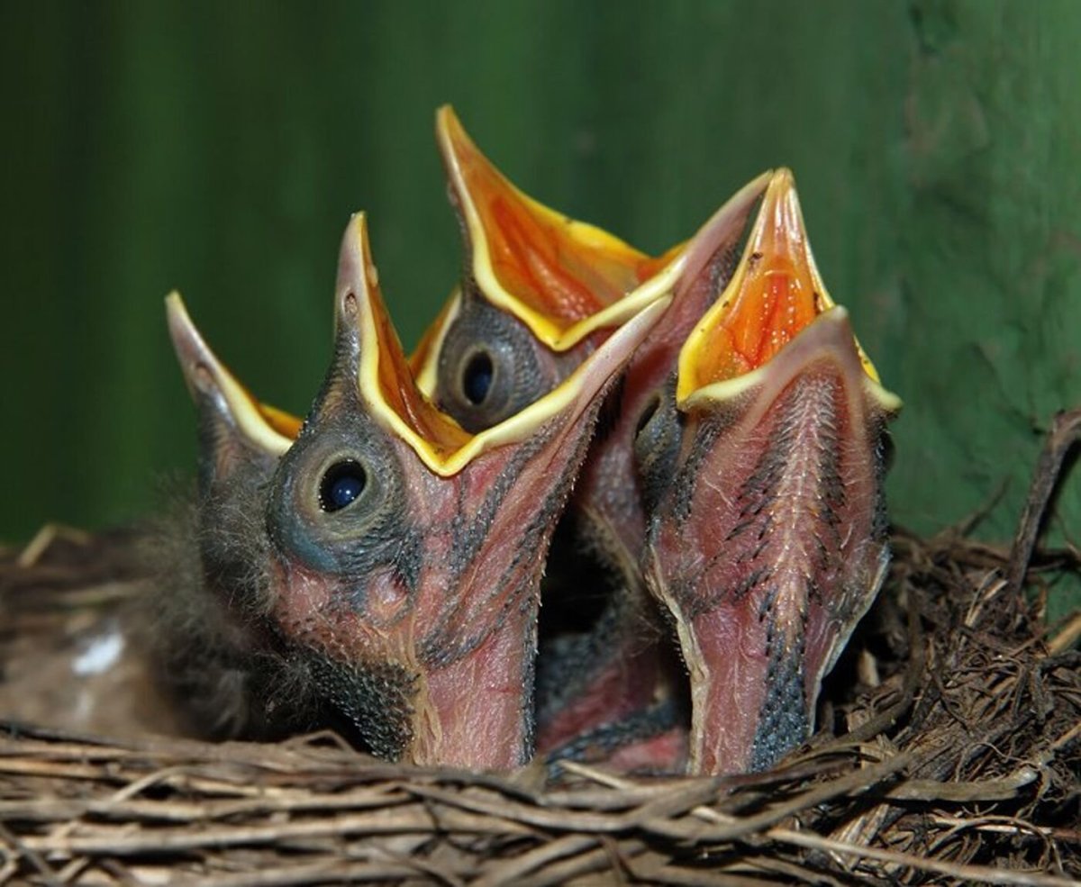 Птенцы с открытыми ртами