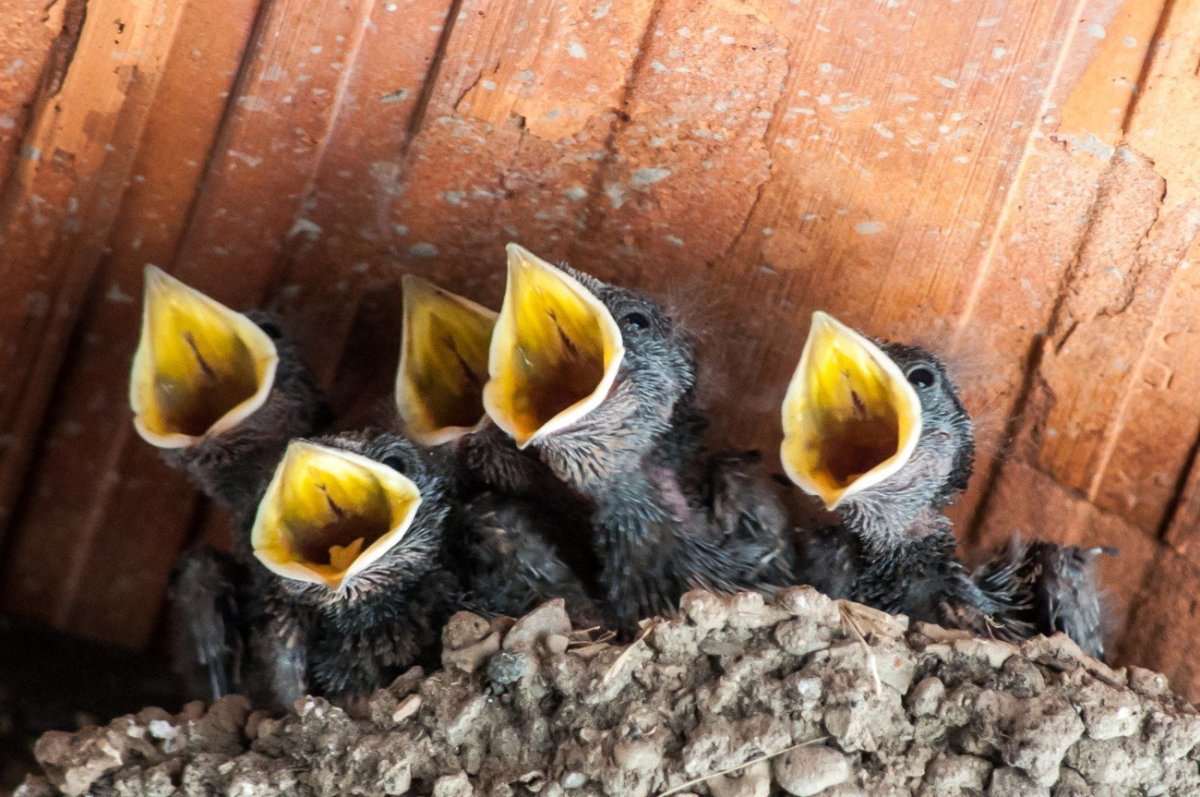 Птенцы Дроздов желторотики