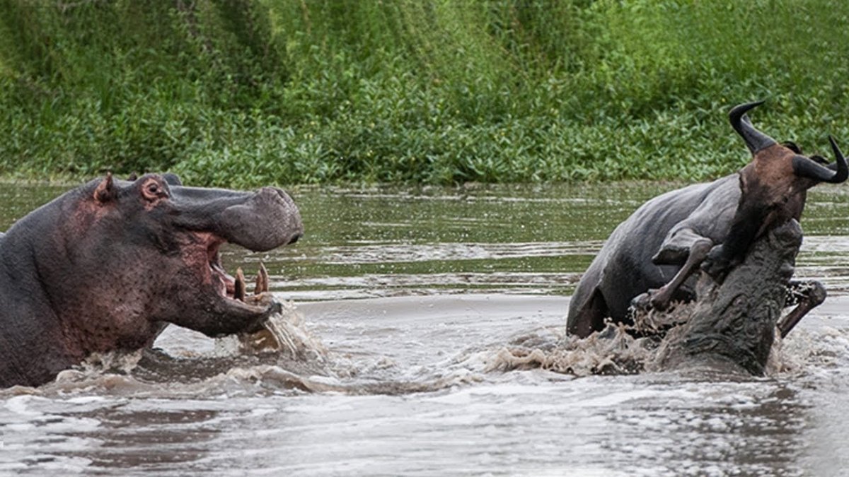 Самый большой гиппопотам в мире