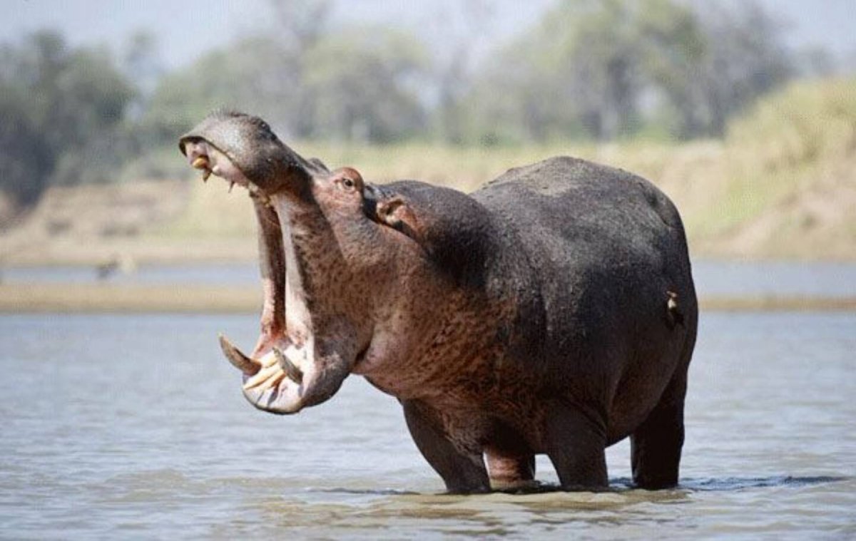 Бегемот с открытой пастью