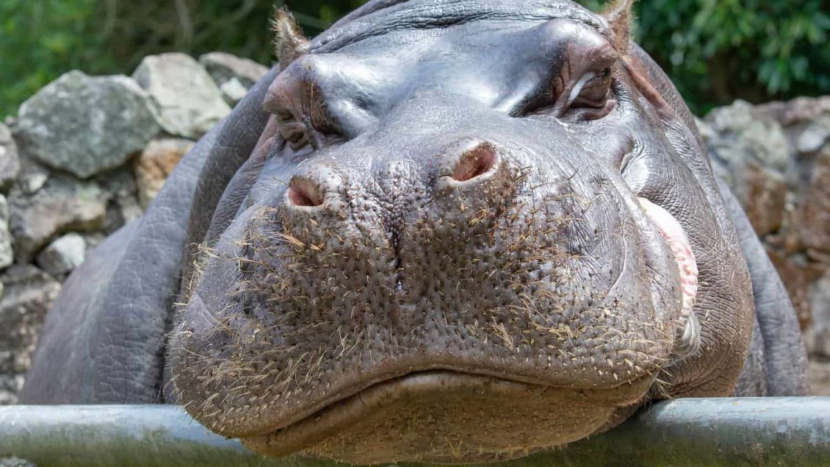 Морда бегемота