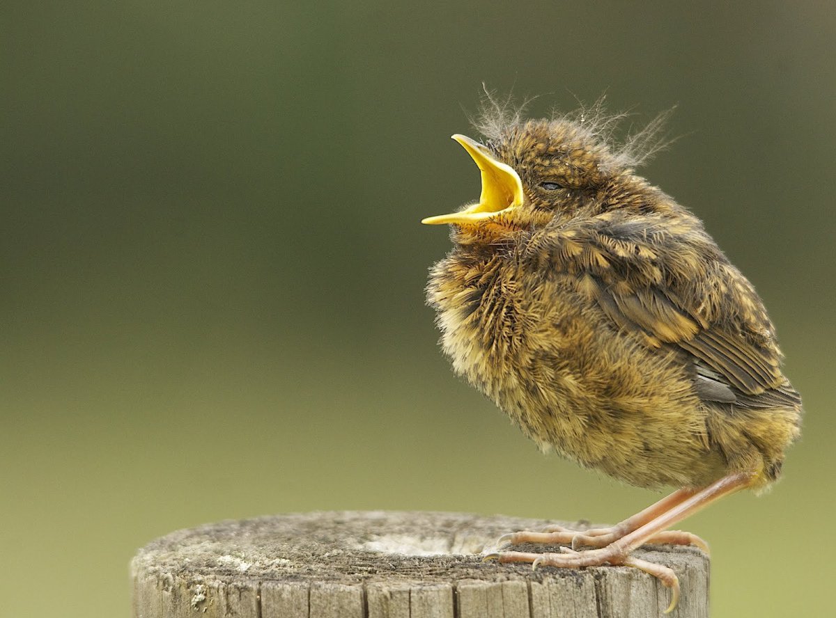 Соловей птенец слеток