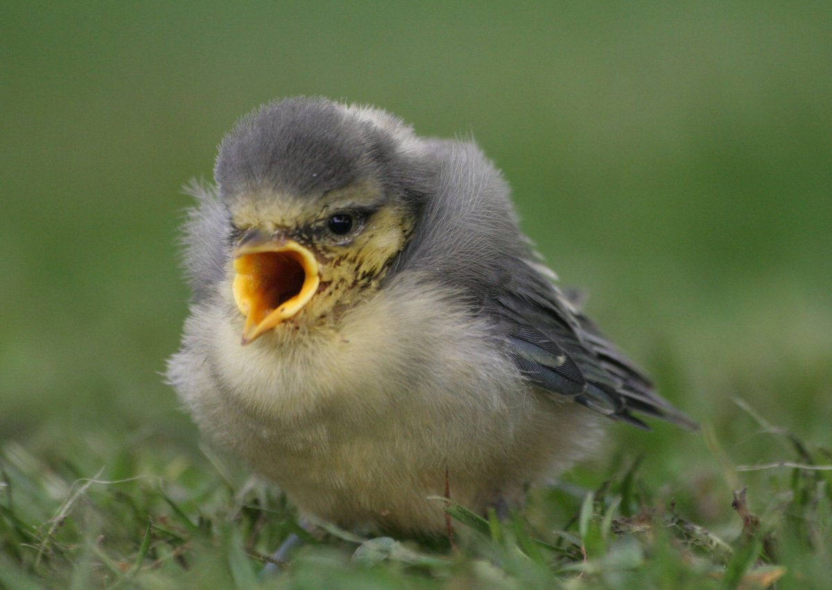Птенцы в гнезде с открытым клювом