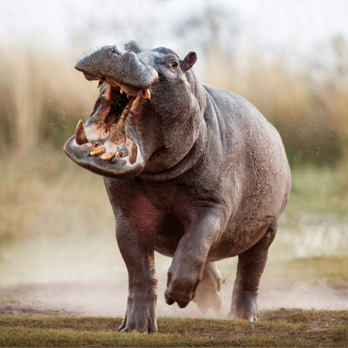 Обыкновенный Бегемот