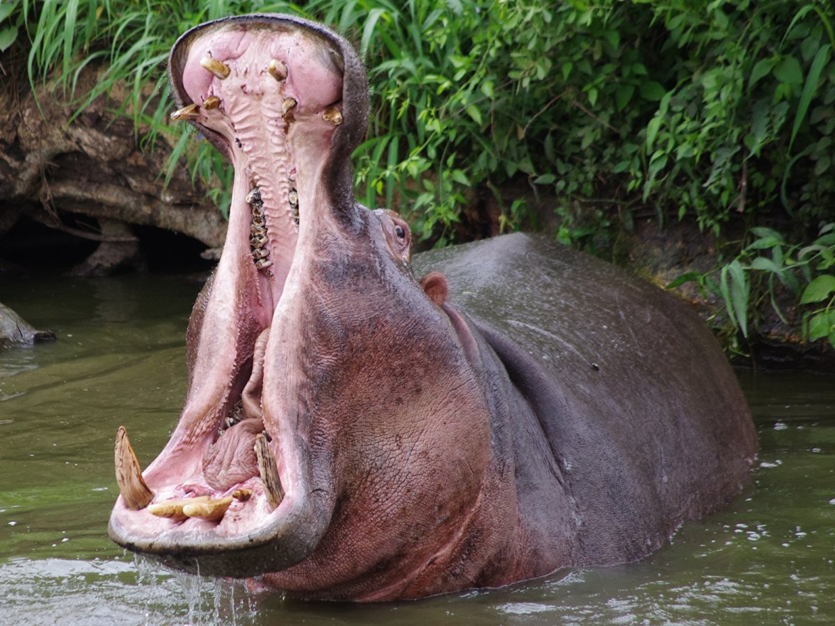 Бегемот орет