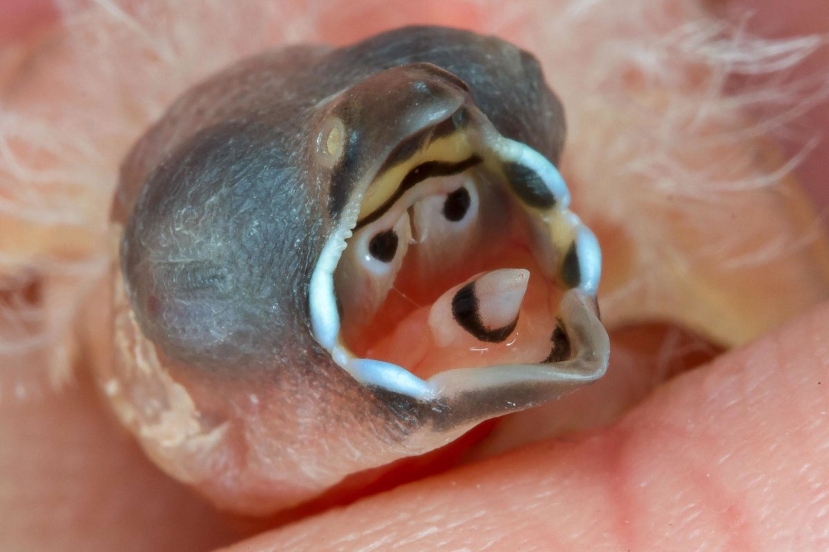 Гульдова амадина птенец