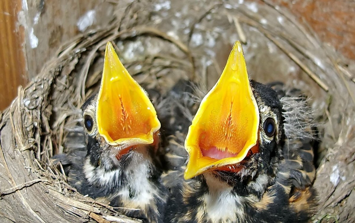 Птенцы с открытыми ртами