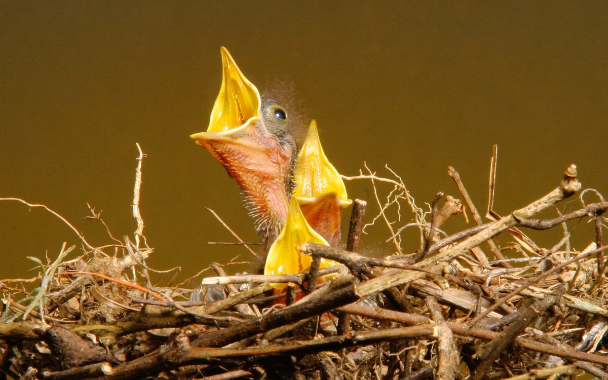 Голодные птенцы в гнезде