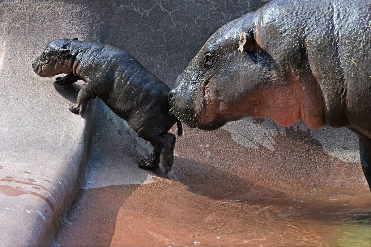 Поцелуй бегемота