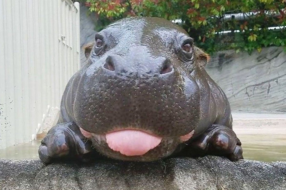 Чича животное