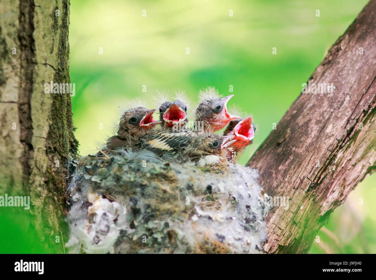 Красный Кардинал птенец