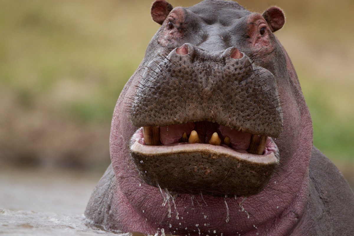Гиппопотам смешной