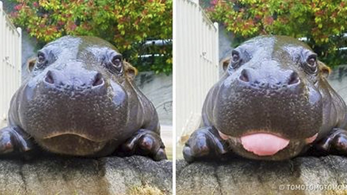 Бегемот улыбается