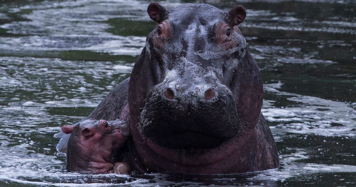 Страшный Бегемот