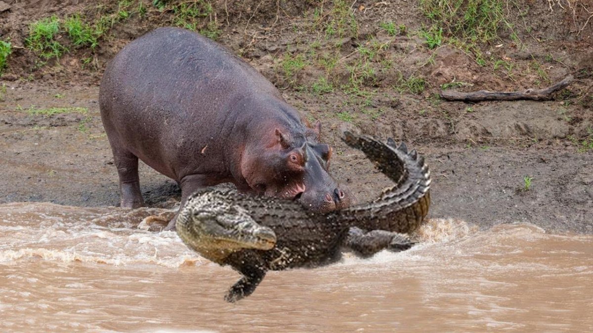 Смешной Бегемот