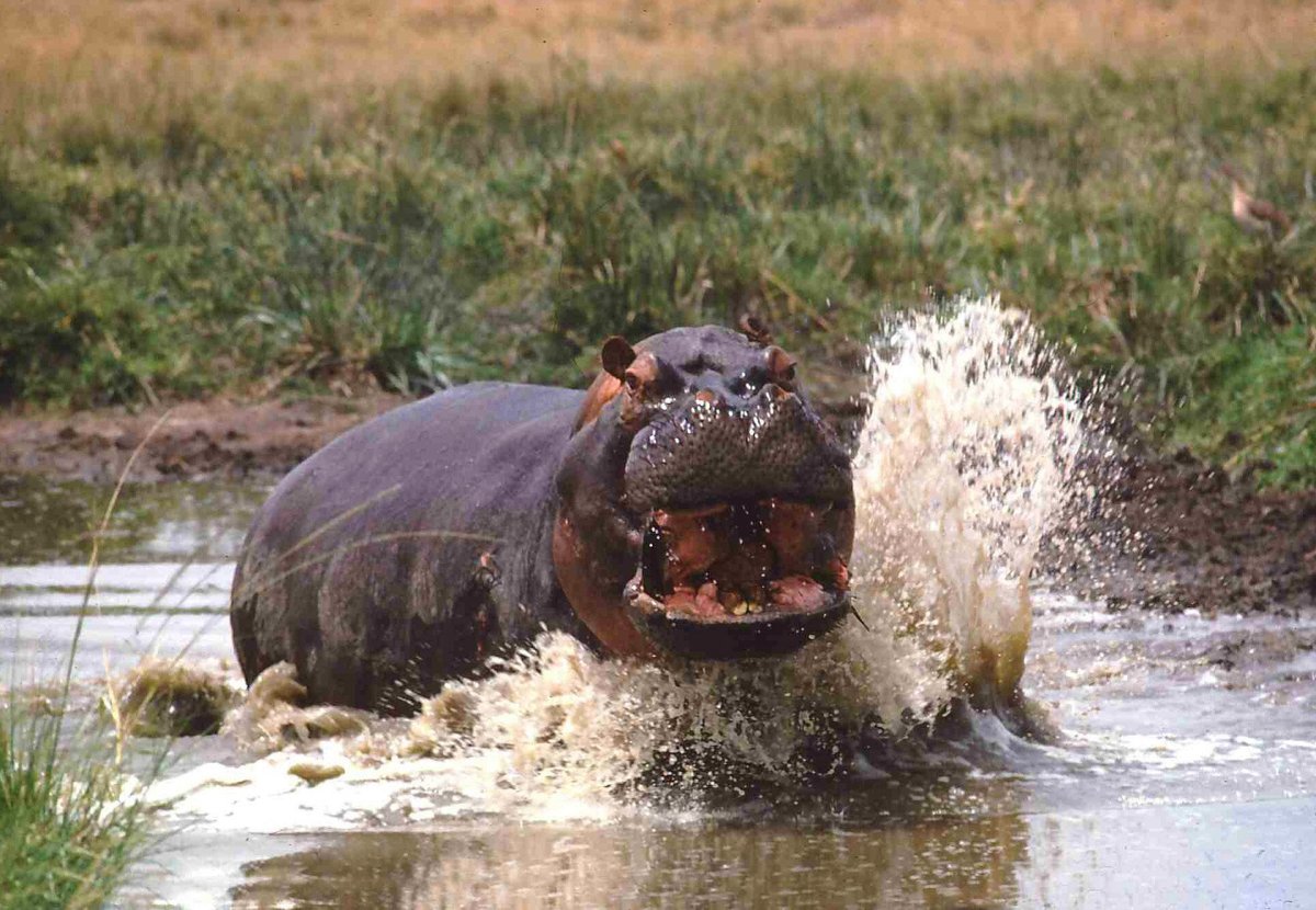 Бегемот скорость бега