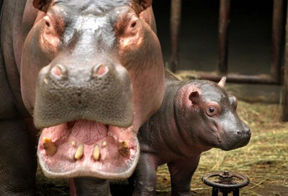 Маленький Бегемотик