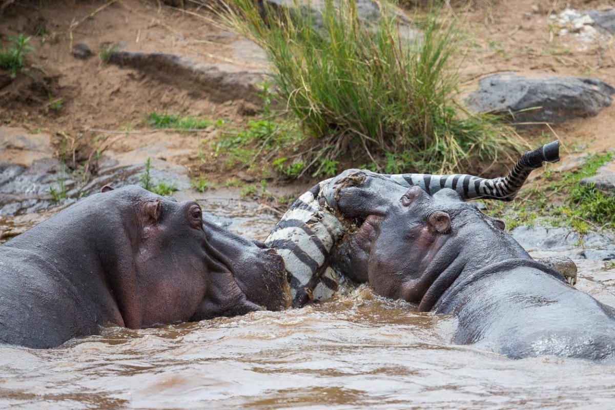 Бегемот в воде