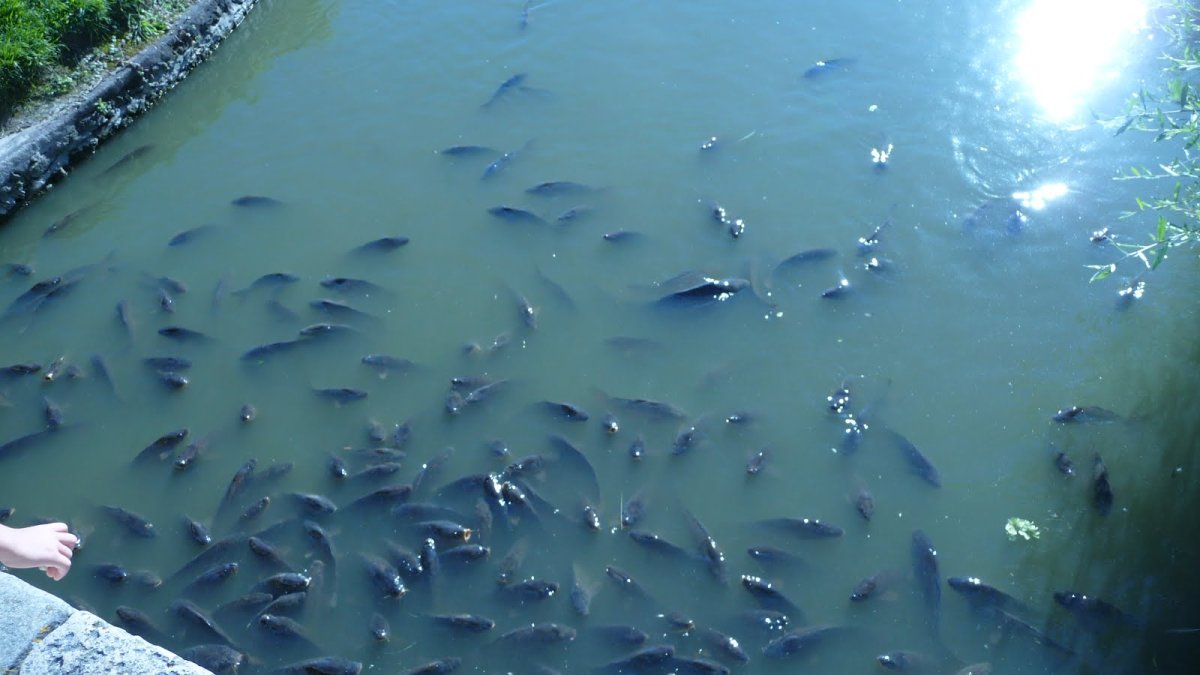 Рыба Луна мола мола