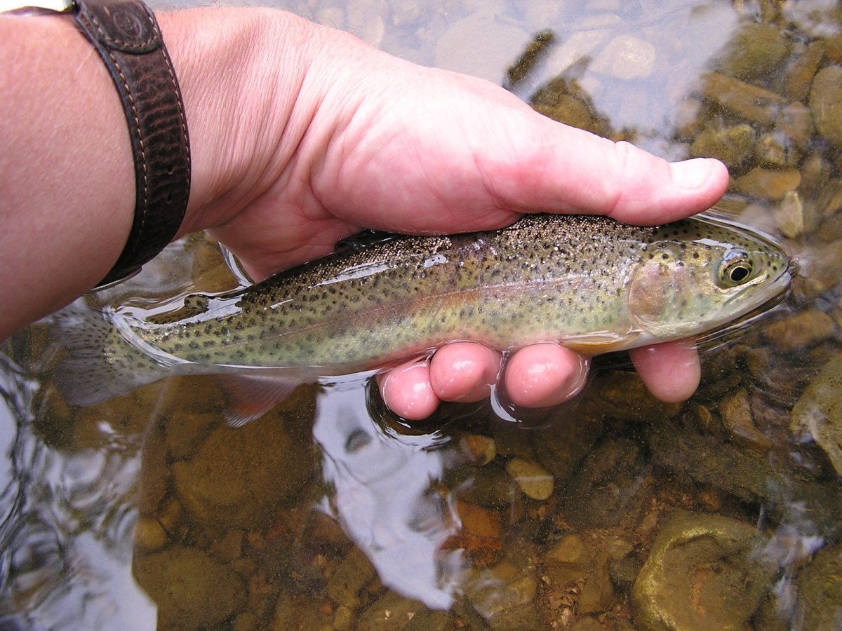 Тилапия и мальки