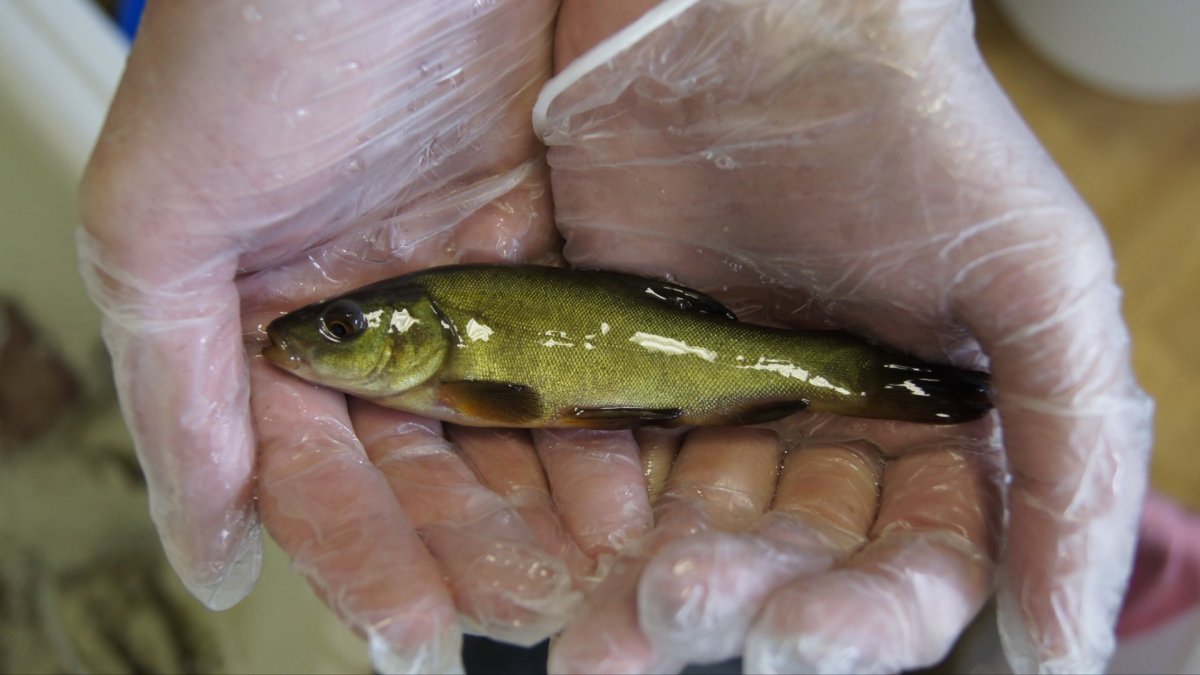 Малек мальки