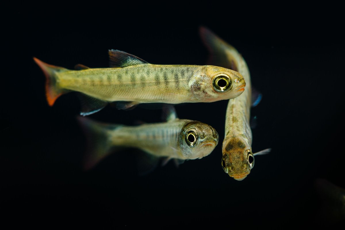 Малек голубого марлина