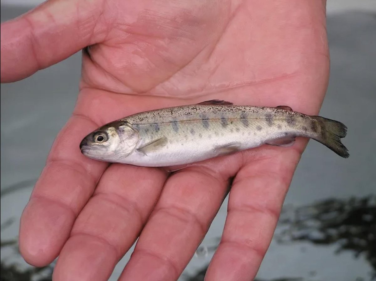 Малек гольяна