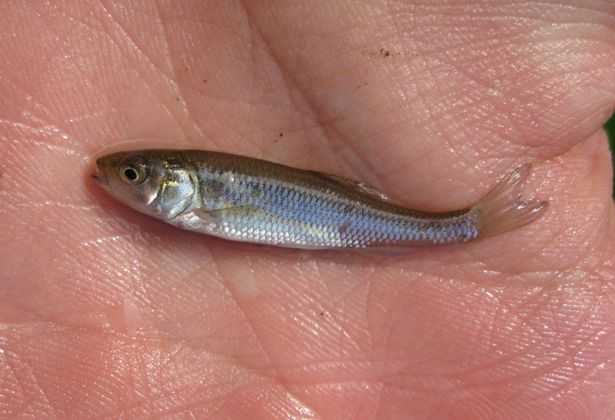 Мальки кеты