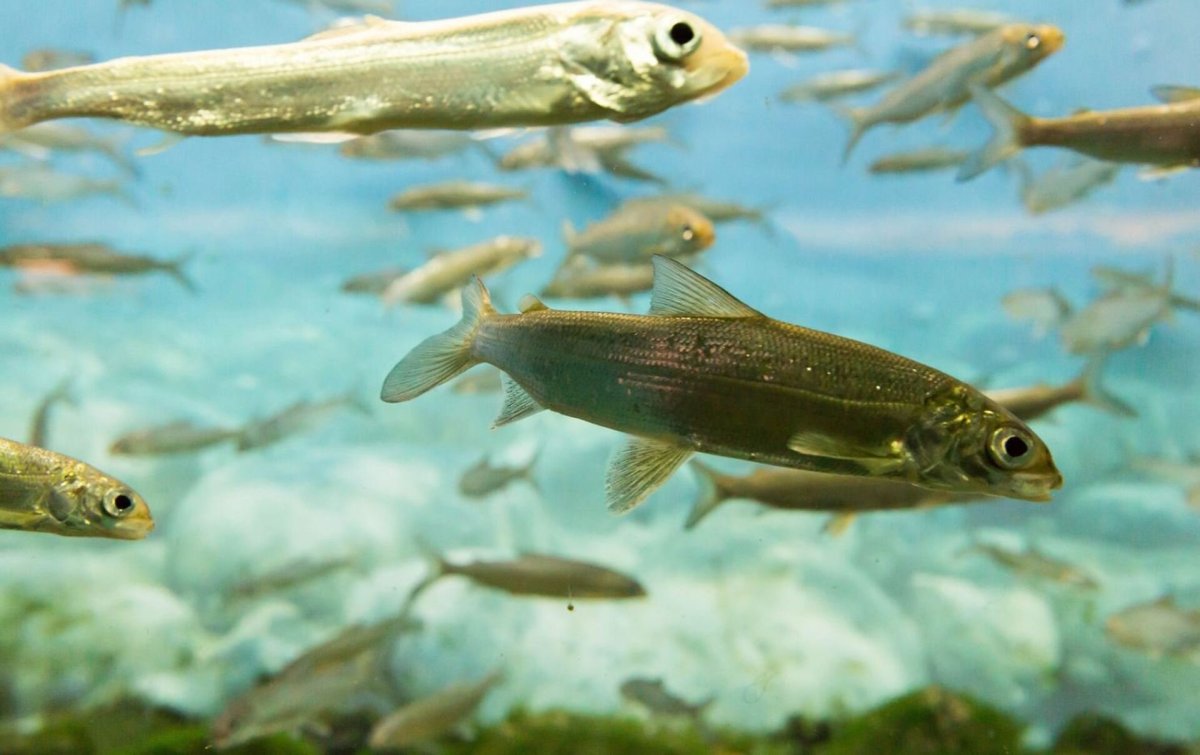 Каспийский лосось малек
