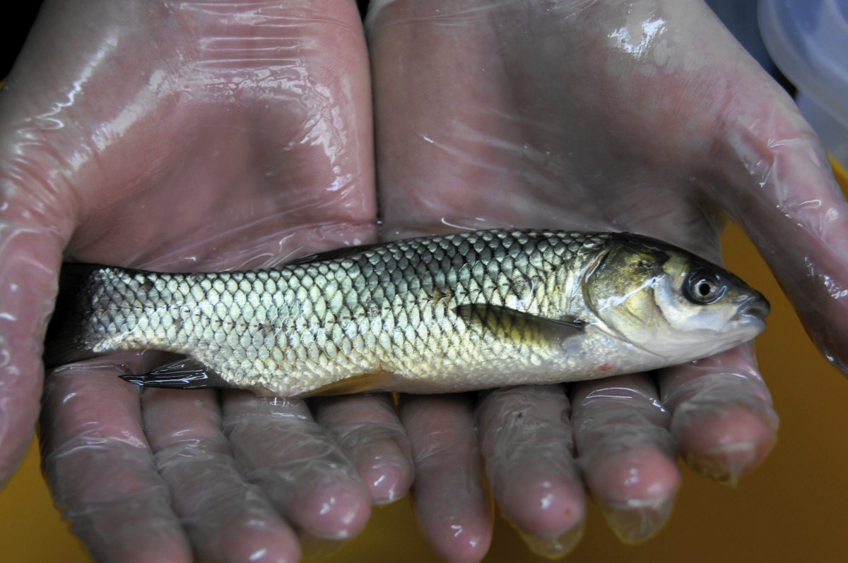 Амурская колюшка