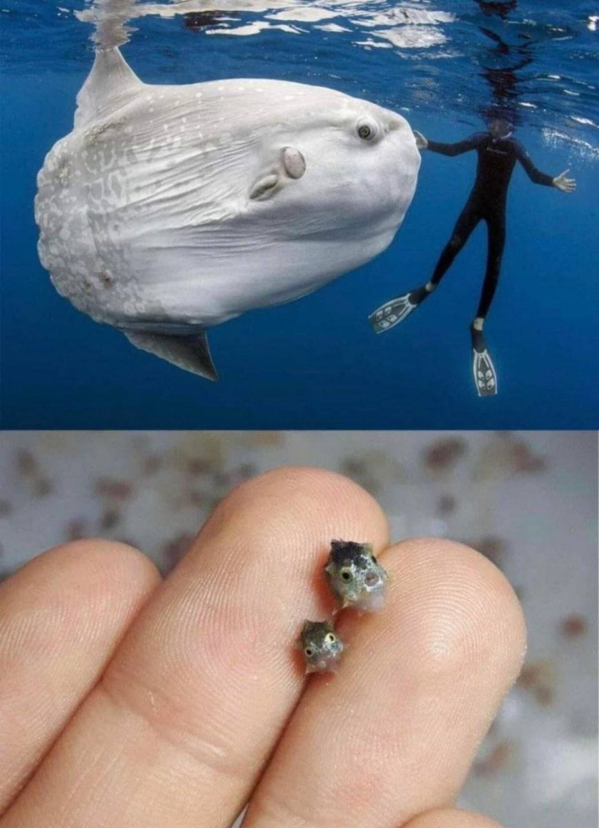 Молодь карася