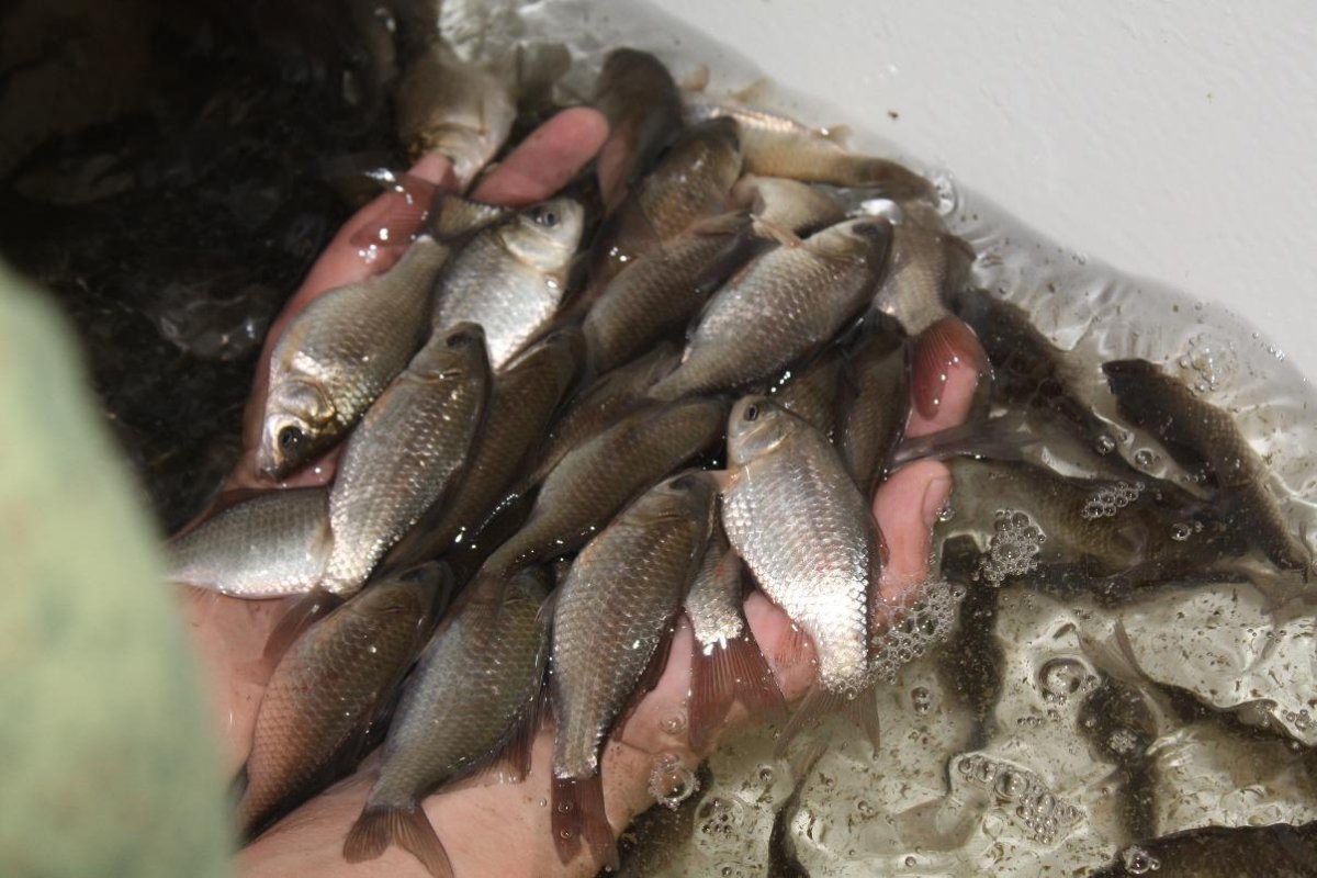 Малек семги с головой