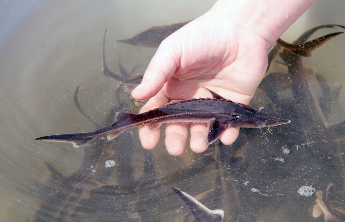 Рыба Соломон фото