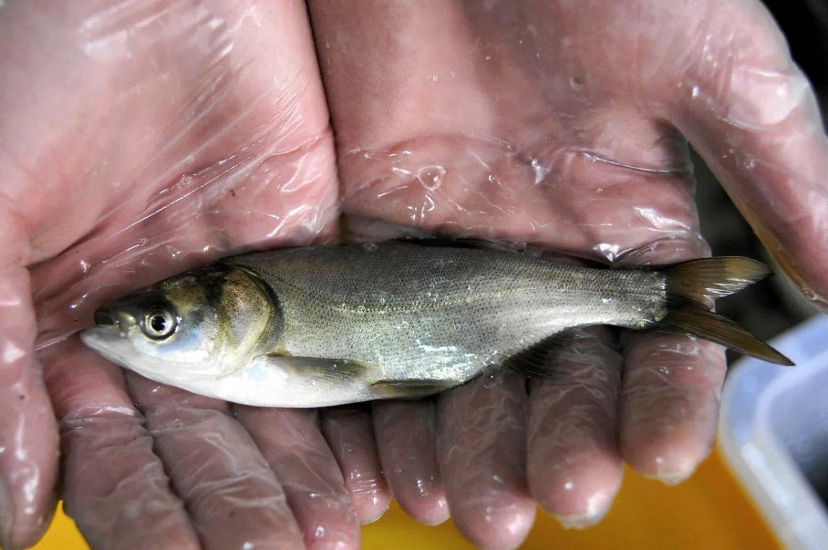 Форель пеструшка малек