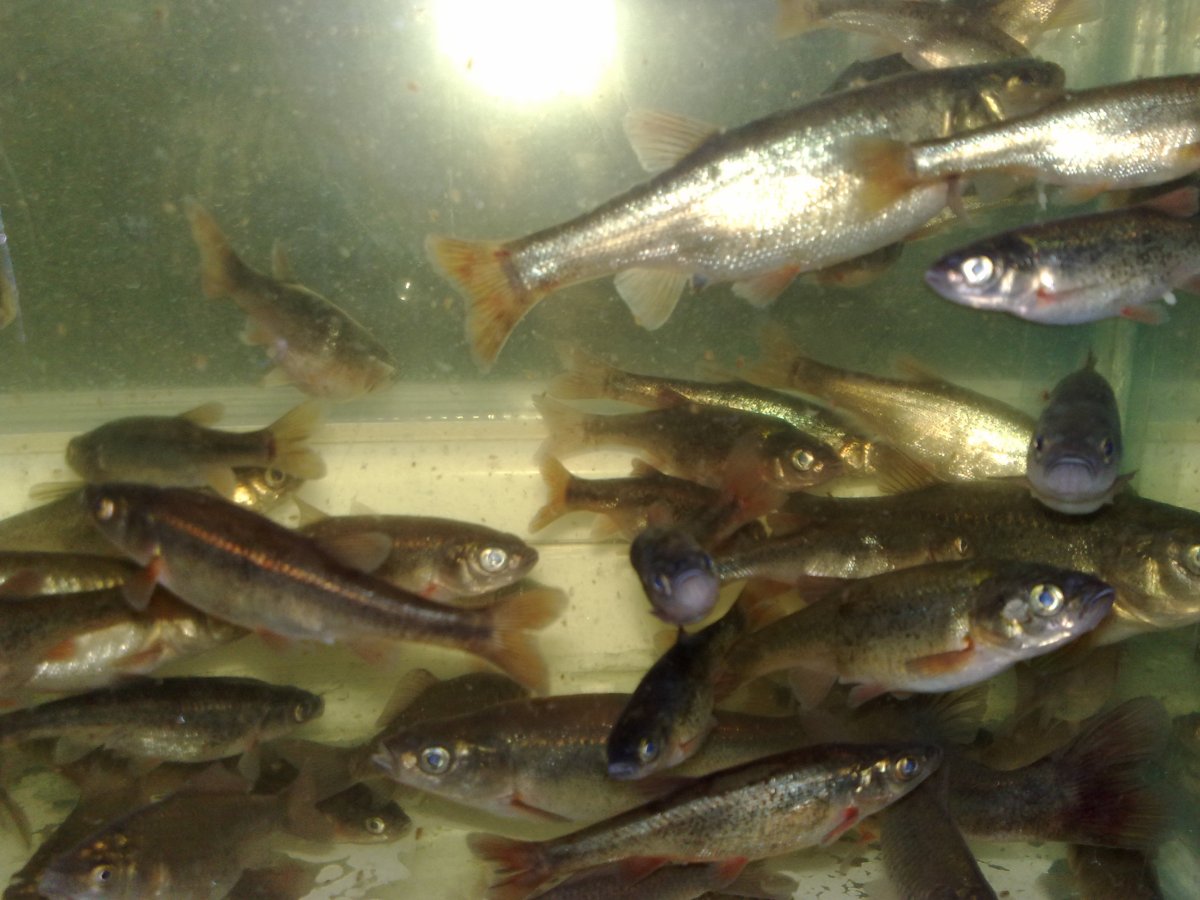 Малек радужной форели