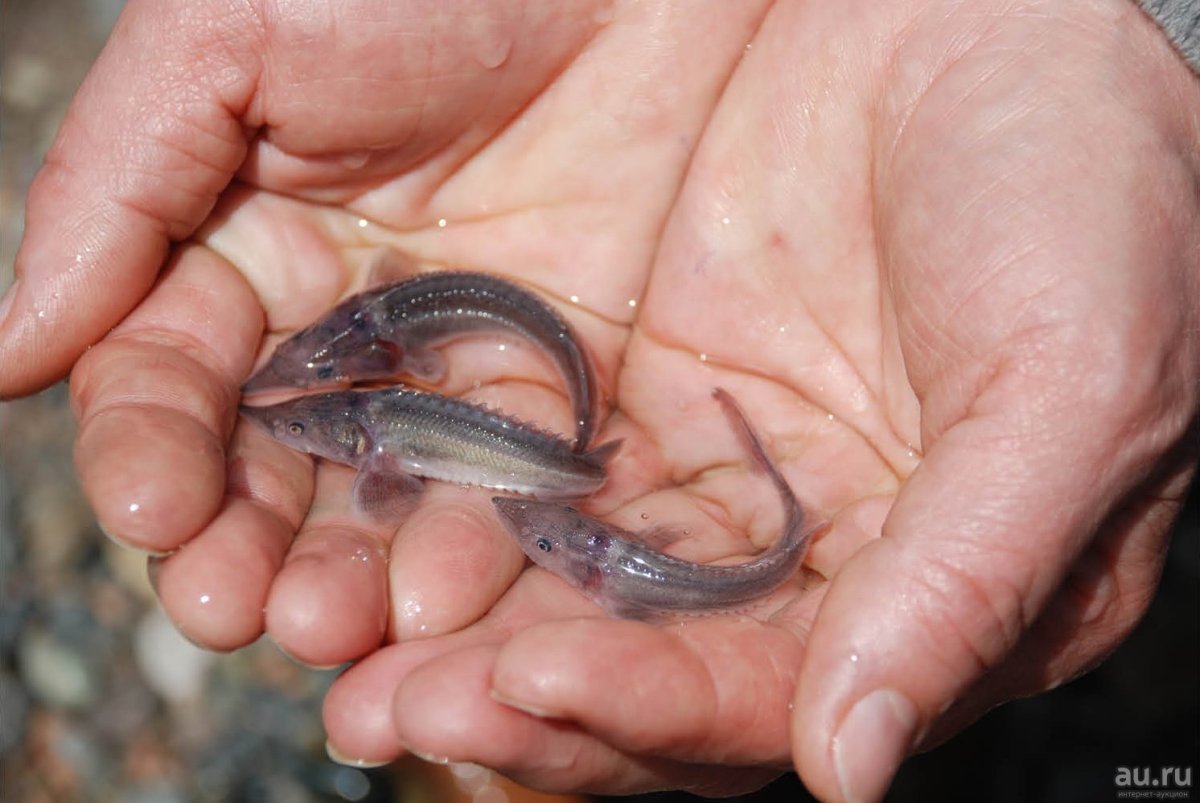 Икринка малек рыба