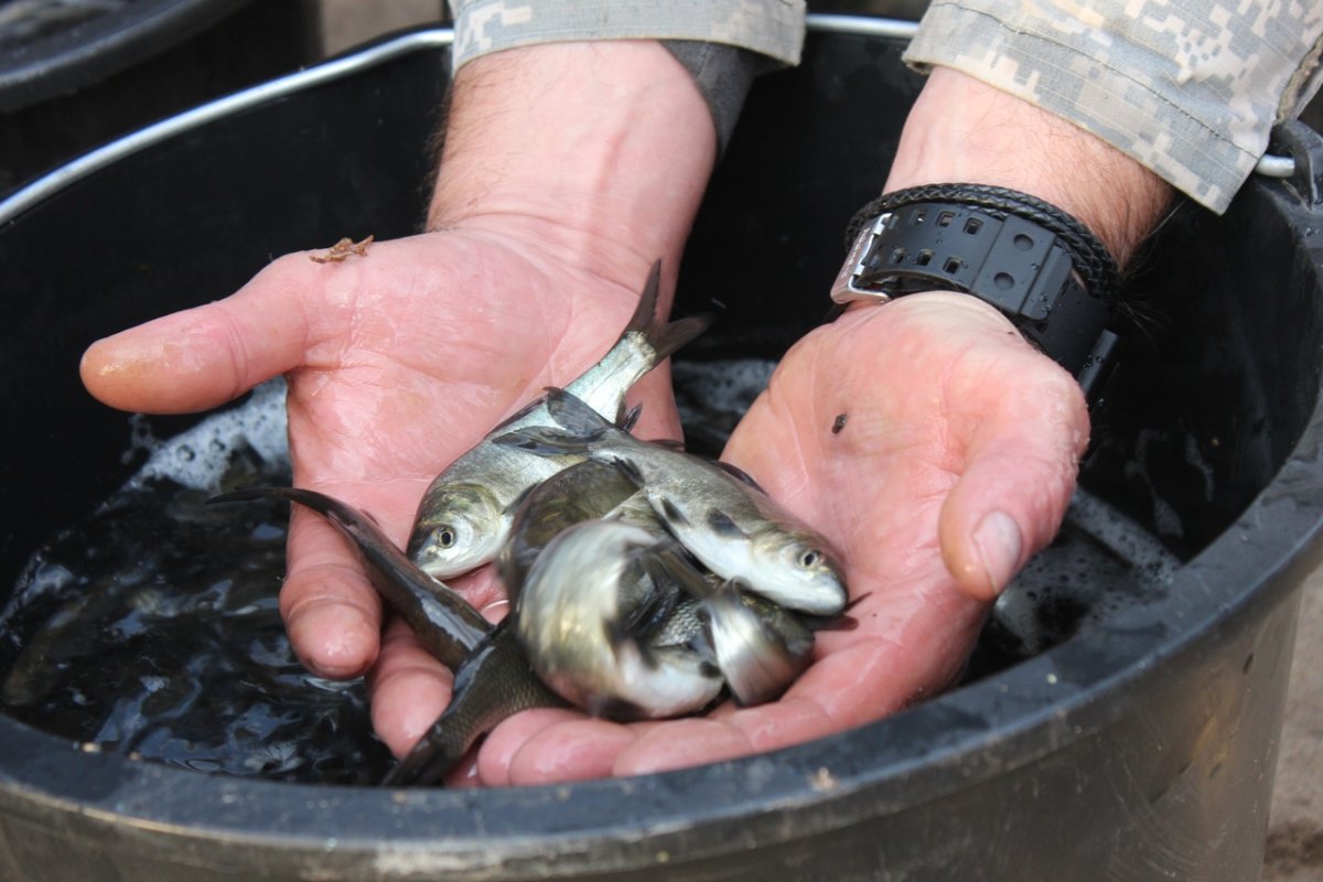 Мальки стерляди