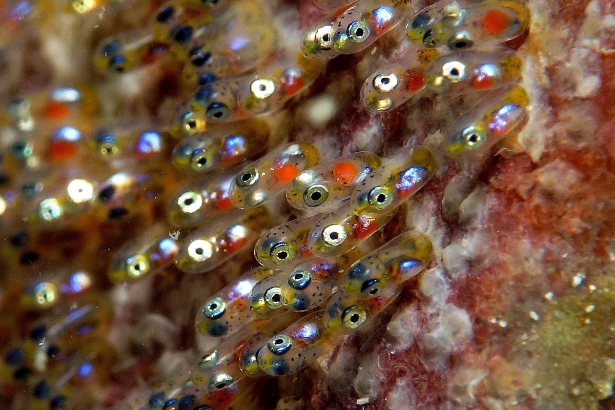 Coregonus clupeaformis рыба