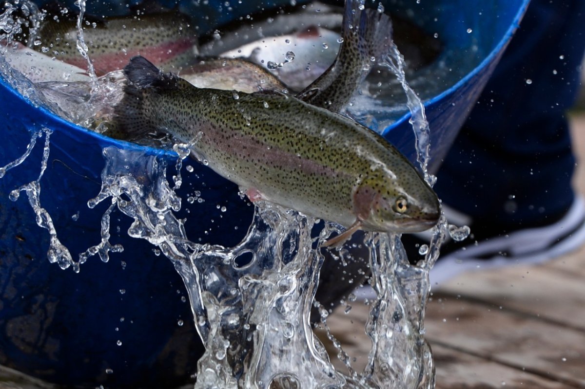 Щука обыкновенная малек