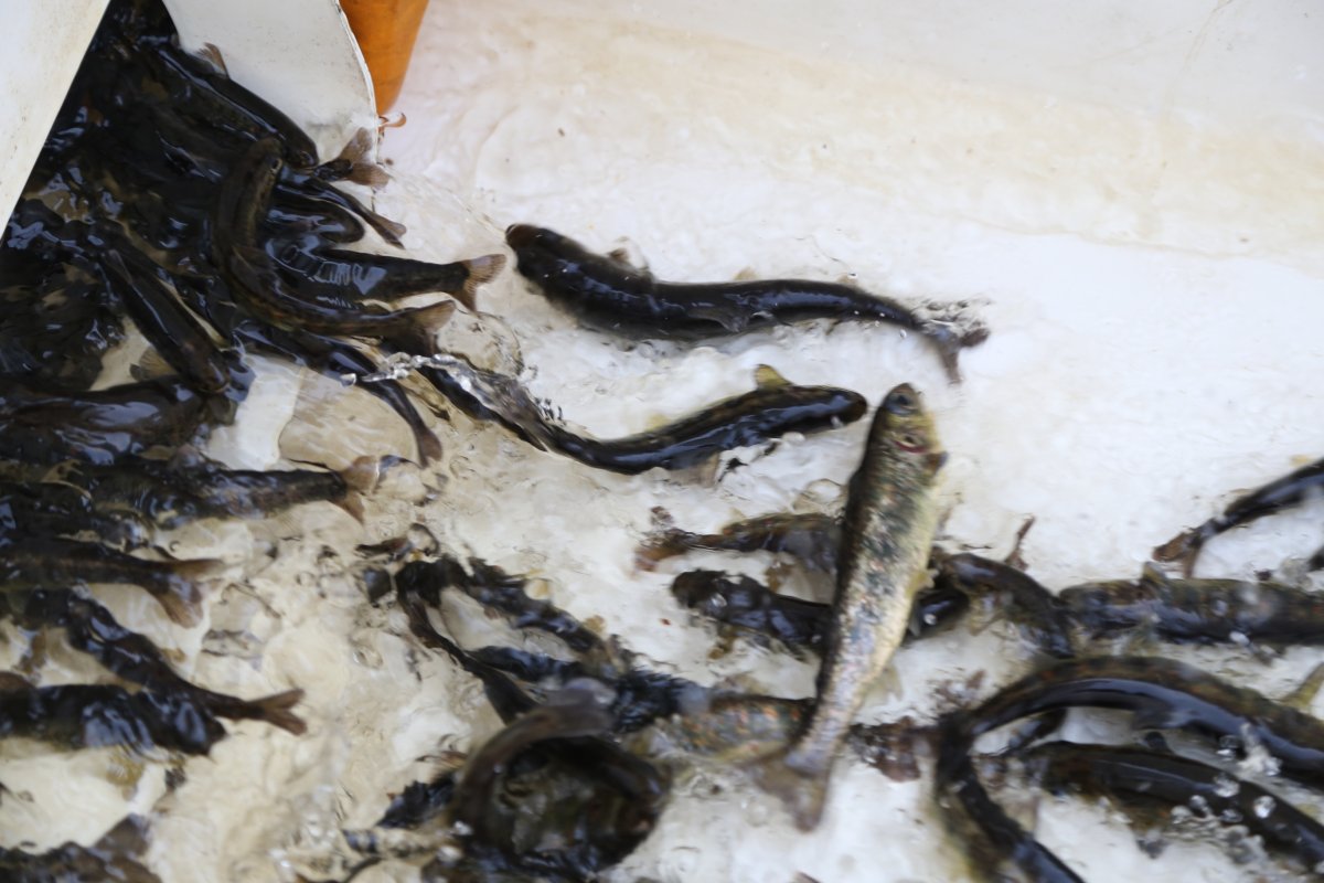 Малек Озерного осетра