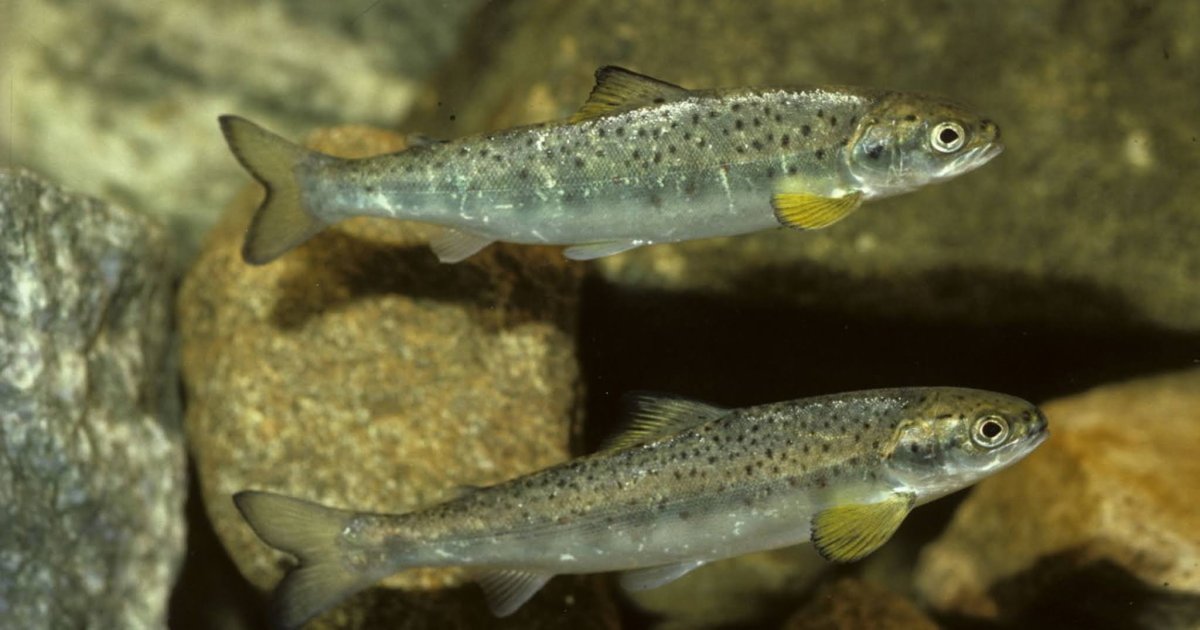 Карпы аквакультура