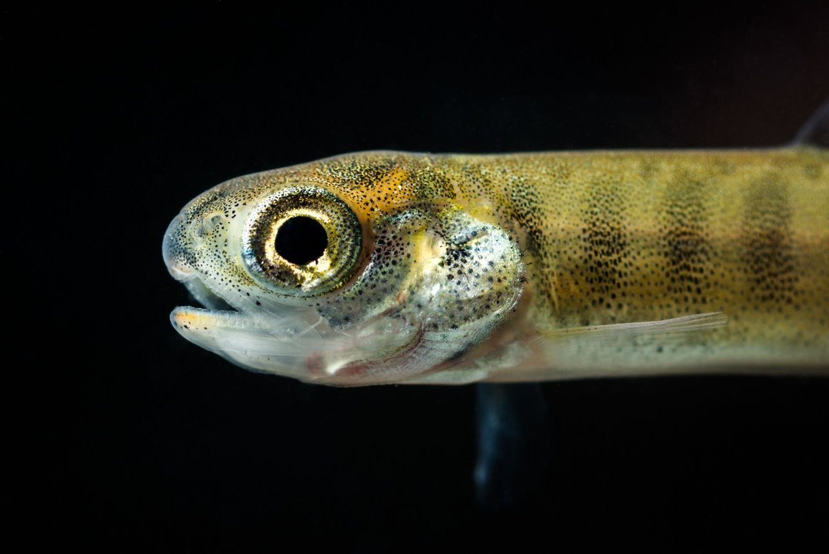 Рыба мечет икру