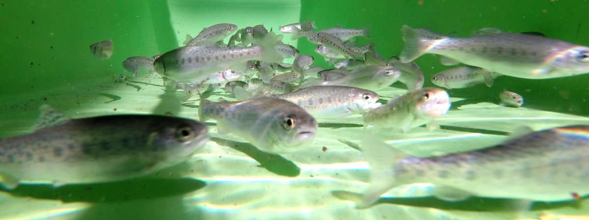 Сальпа Маджоре рыба