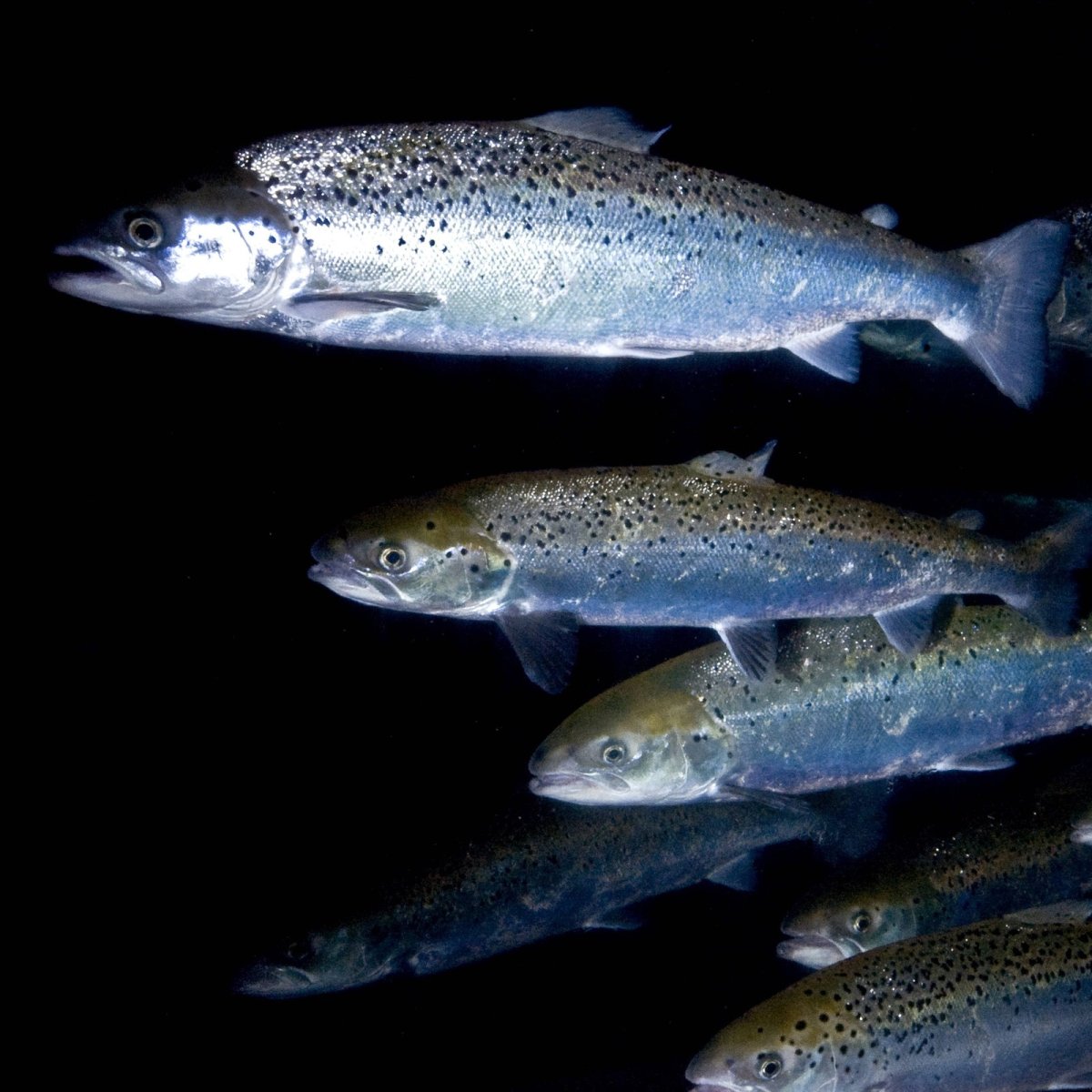 Малек карпа толстолобика