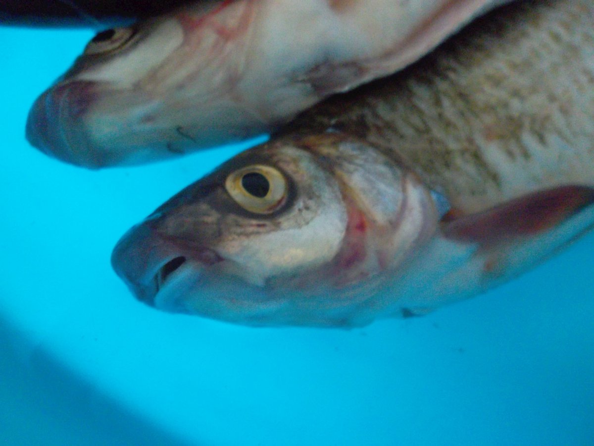 Малек горбуши