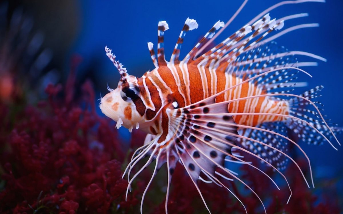 Крылатка Ракушка