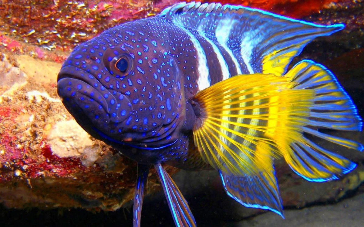 Экзотические рыбы